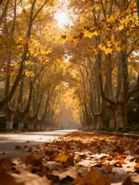 南京秋日封神路線燕雀湖+梧桐大道+美齡宮