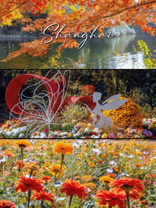 魔都｜共青森林の秋の私的な楽しみ