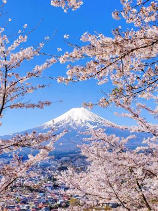 2026 Ultimate Guide to Cherry Blossom Viewing in Japan~ This One’s All You Need!