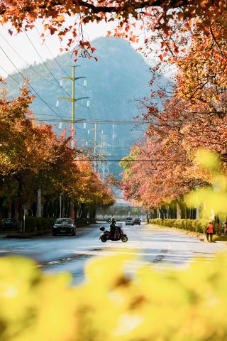 도쿄가 아니라 계림｜이 단풍길이 겨울을 화려하게 물들이다