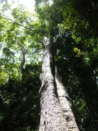 Exploring Gold Coast's Springbrook National Park