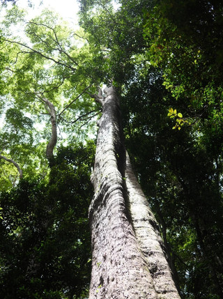 Exploring Gold Coast's Springbrook National Park