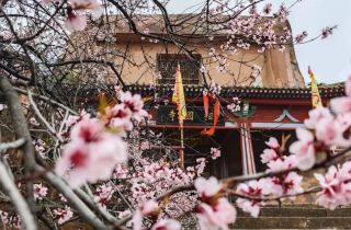 須弥山の春の花見の盛景