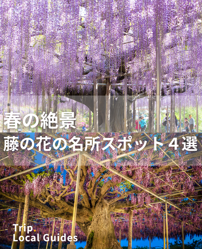A breathtaking spring spectacle! 4 must-see wisteria viewing spots |  Trip.com Japan
