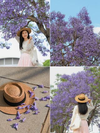 Blue Jacaranda captured in Kunming on April 16
