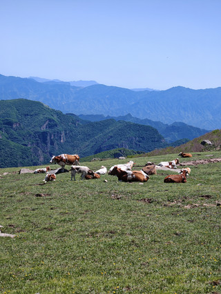 東靈山徒步｜自在牛兒靜享山野慢時光