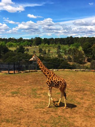 Unexpected Joy at the National Zoo & Aquarium