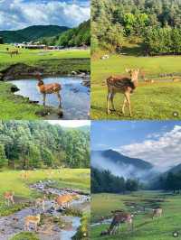 逃離盛夏高溫！藏在東北的21℃森林秘境，遛娃避暑不必遠赴北歐