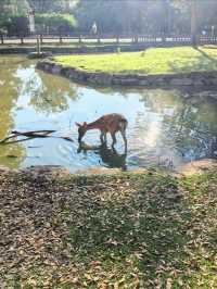 奈良公園一日遊｜小鹿治癒攻略