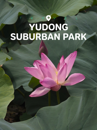夏日限定｜北京玉東郊野公園荷花盛放中！快來打卡