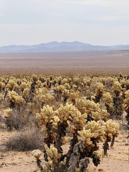 Joshua Tree National Park | Catch a wilderness sunset at Keys View