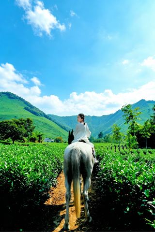 Where to go for National Day! Anji White Tea Town is a fantastic one-stop destination for families