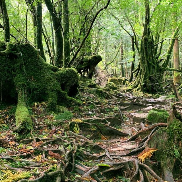 もののけ姫の森