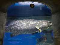 Amazing Animals at Ocean Park Hong Kong! 