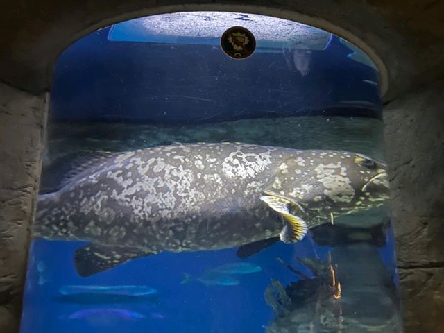 Amazing Animals at Ocean Park Hong Kong! 