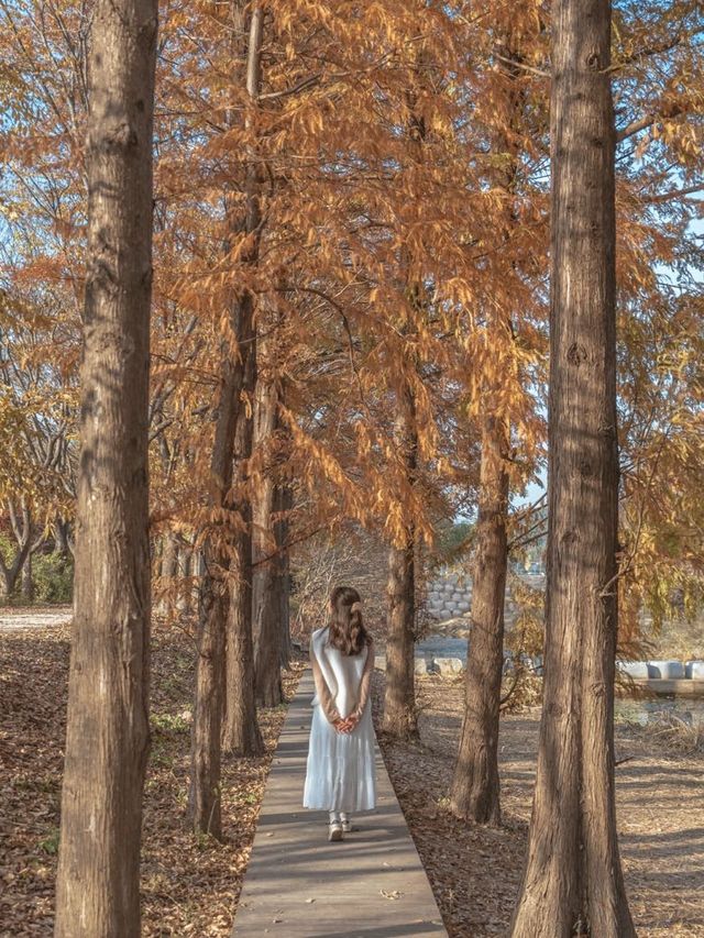 메타세콰이어로 가득한 경주의 힐링 가득한 숲🌲✨ 