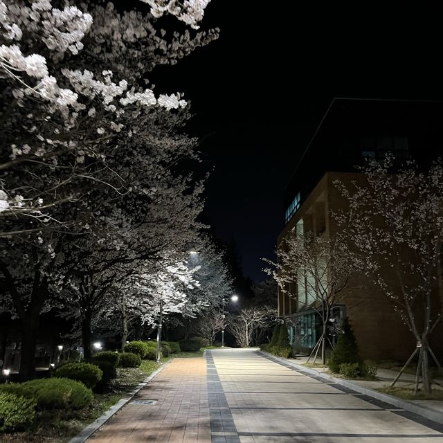 사람보다 벚꽃이 더 많은 공주 벚꽃 스팟모음🌸