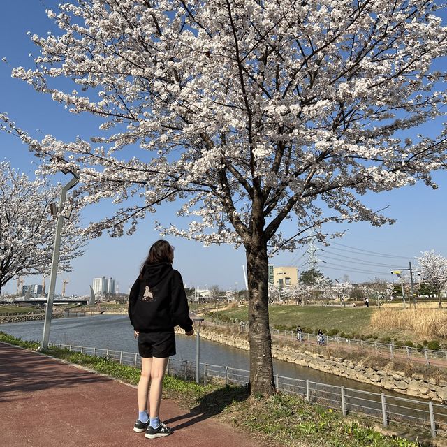 경기도에서 가장 늦게 만개하는 파주 벚꽃🌸