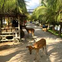 Suan Baijai Farm