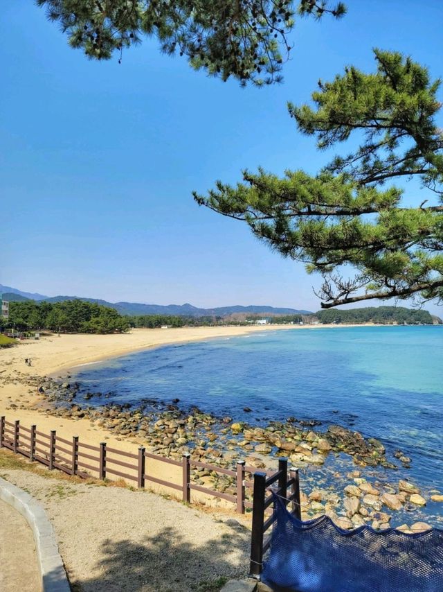 고성의 아름다운 화진포 해변의 볼거리🩵
