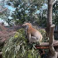 與澳洲野生動物親密接觸 - Moonlit Sanctuary旅遊體驗
