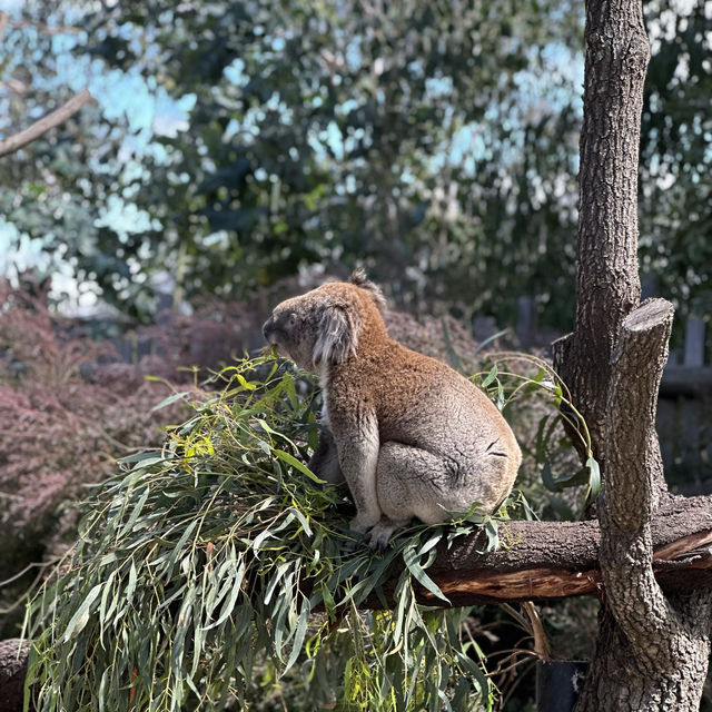 與澳洲野生動物親密接觸 - Moonlit Sanctuary旅遊體驗