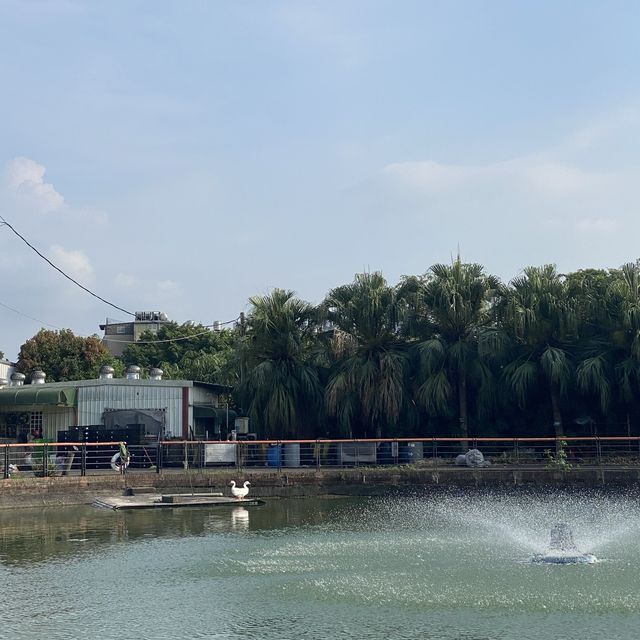 台灣番鴨園區 🦆