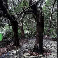 大有梯田生態公園 🌳🌸 自然奇蹟 