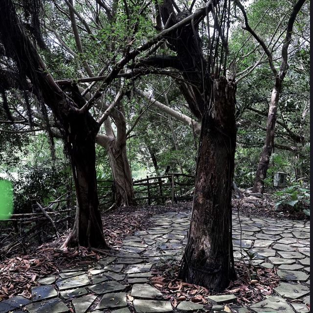 大有梯田生態公園 🌳🌸 自然奇蹟 