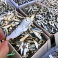 釜山 札嘎其市場吃海鮮🦞🦐🐙還有乾貨海味 