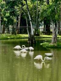 Glamping at Wetland Putrajaya