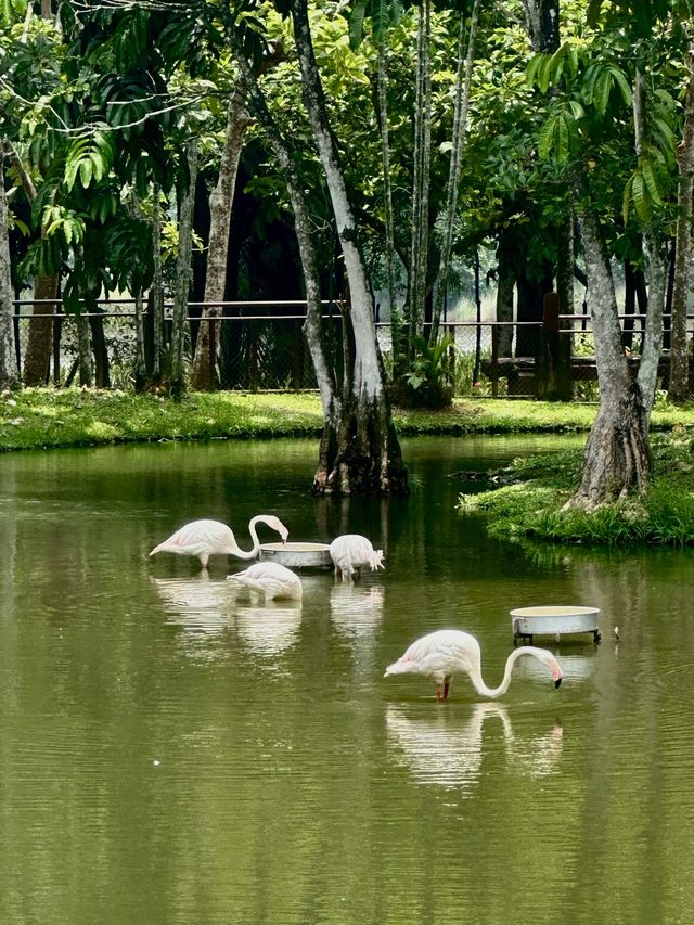 Glamping at Wetland Putrajaya