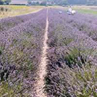 MUST Visit 🇬🇧 Hitchin Lavender Farm