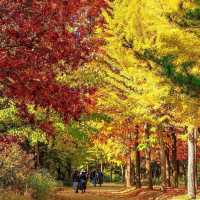 The View of Daegu Arboretum in Falling Season