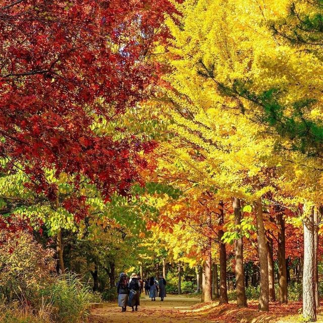 The View of Daegu Arboretum in Falling Season