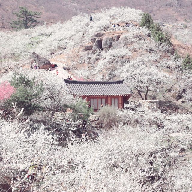 아름다운 봄 날의 매화마을입니다. 