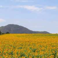 หนาวนี้ไปเที่ยวเขาใหญ่ ต้องแวะชมทานตะวันที่ไร่มณีศร