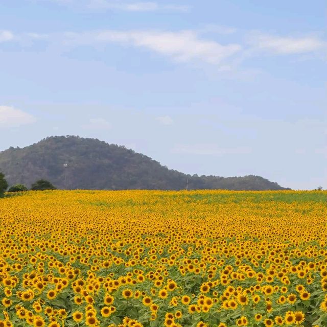 หนาวนี้ไปเที่ยวเขาใหญ่ ต้องแวะชมทานตะวันที่ไร่มณีศร