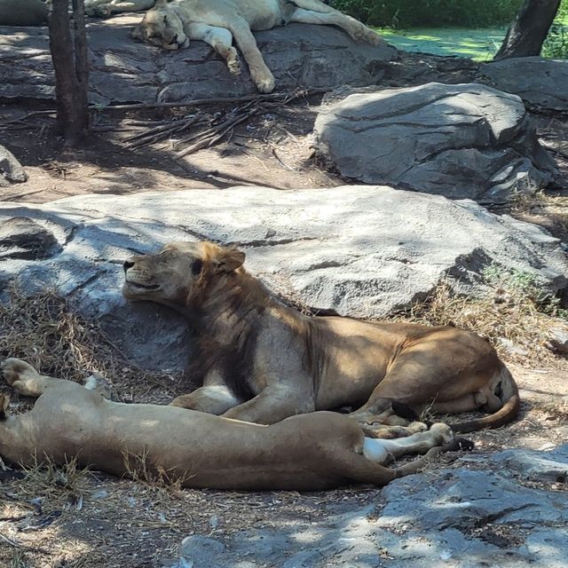 曼谷Safari World 