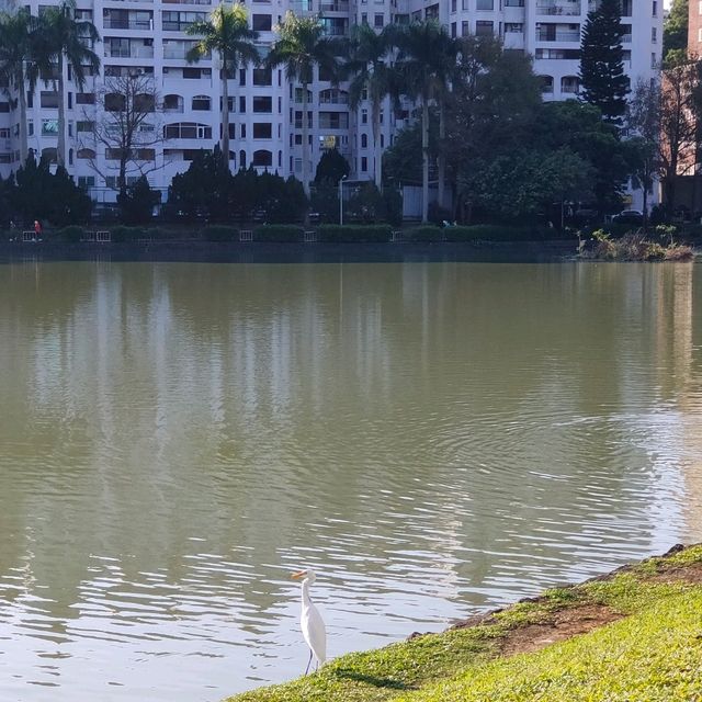 美麗又好散步的碧湖公園