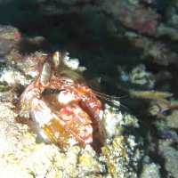 diving in white beach @bohol 