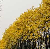 ถนนสีเหลือง ดอกเหลืองอินเดีย 🌼