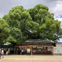 岡山仙境後樂園🫢城堡🏰後花園😍景色一流😌