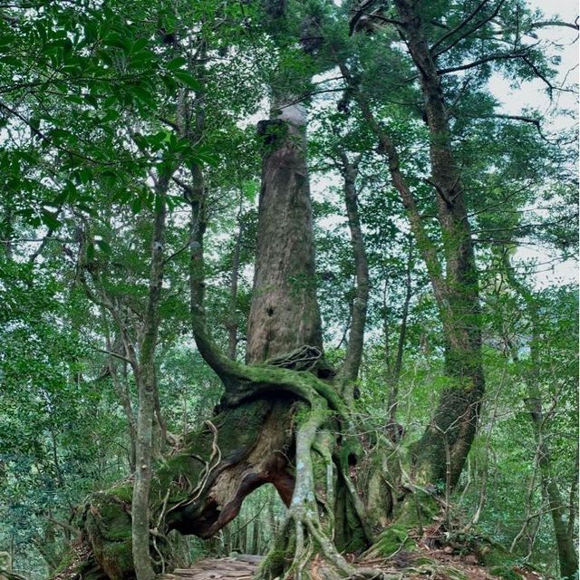 Hiking through the trail of Yakushima Island 