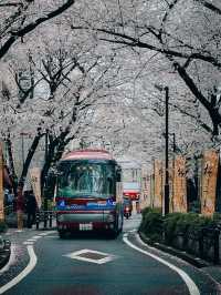 Cherry Blossom Street in Shibuya Tokyo 🇯🇵