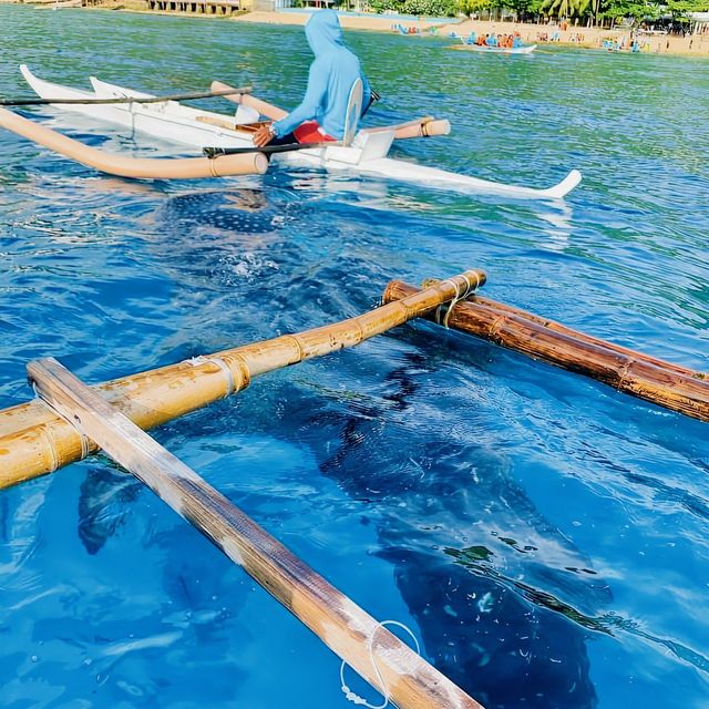 Whale Shark Encounter in Oslob