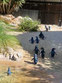 Get up close with animals at Canberra’s zoo!