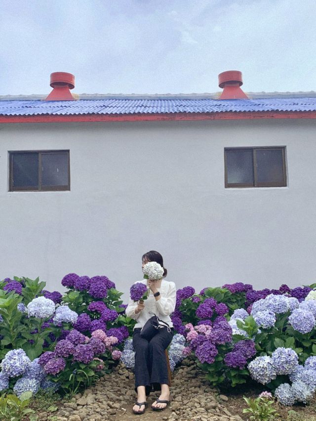 제주도 동쪽 아름다운 수국명소 ‘현애원’ 