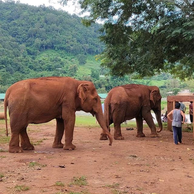 Elephant Nature Park ศูนย์อภิบาลช้าง 🐘