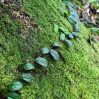 Kinabalu Park trails for the explorer!